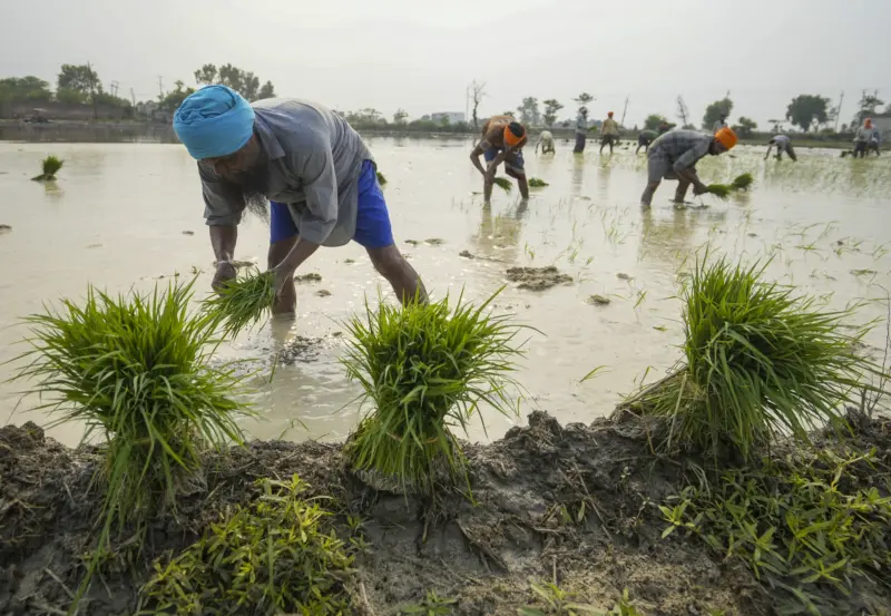Punjab braces for record 18,000-MW power demand as final paddy season before polls begins