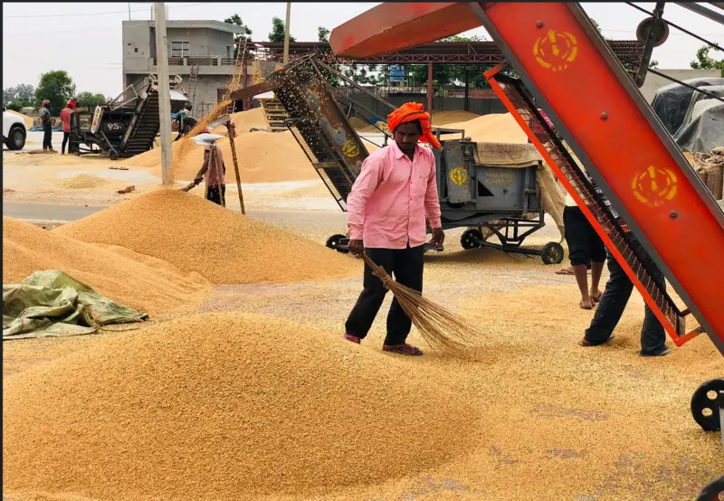 Jalandhar sees steady wheat inflow as arrivals reach 1.8L MT