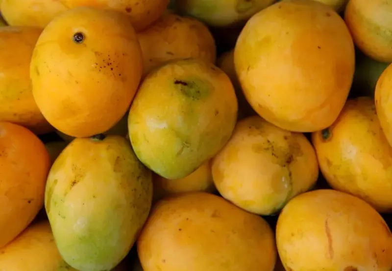 How 'fruit bagging' is saving India's King of fruits from a scorching heatwave