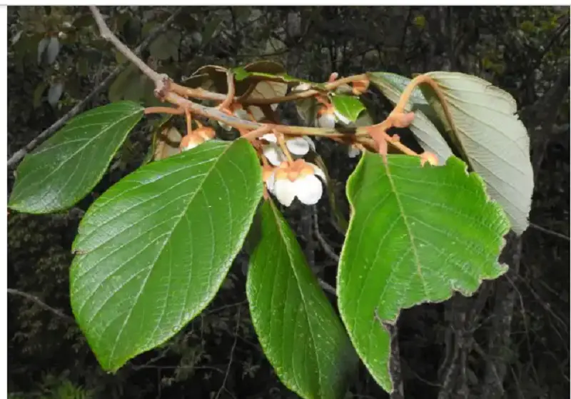 Researchers discover new wild kiwi species in Arunachal Pradesh