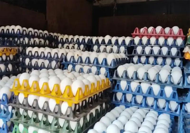 Egg prices drop sharply amid Middle East export halt