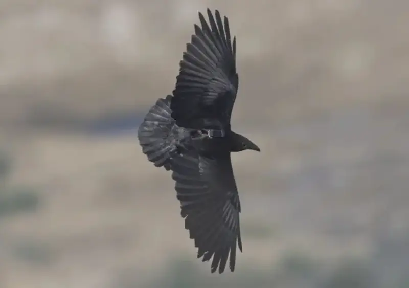 Dead Sea ravens thrive where few animals can survive