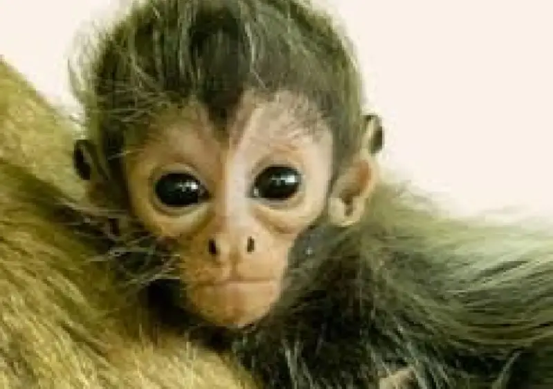 Zoo invites public to name newborn spider monkey