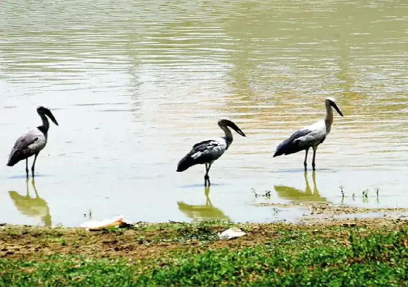 Neglect threatens Bengaluru's only bird reserve lake