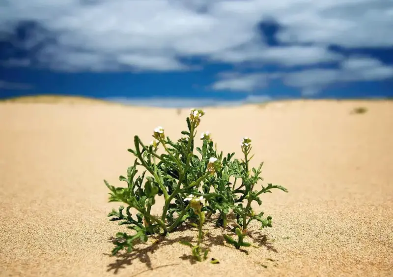 The plant that comes back to life is stunning scientists