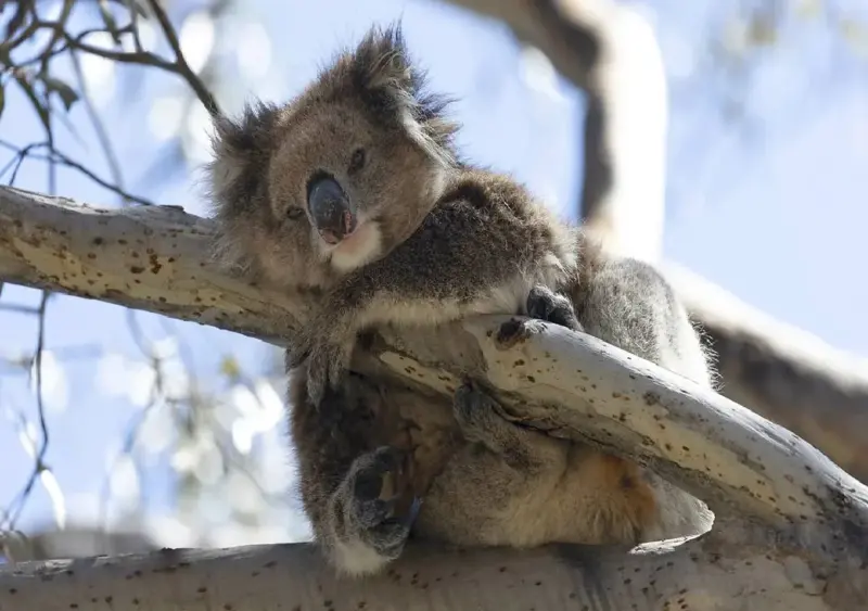 Scientists tackle koala disease and inbreeding crisis