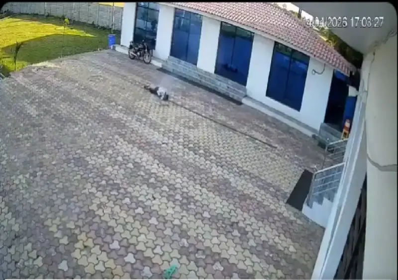 Hotel worker dies after electrocution while chasing monkey: WATCH