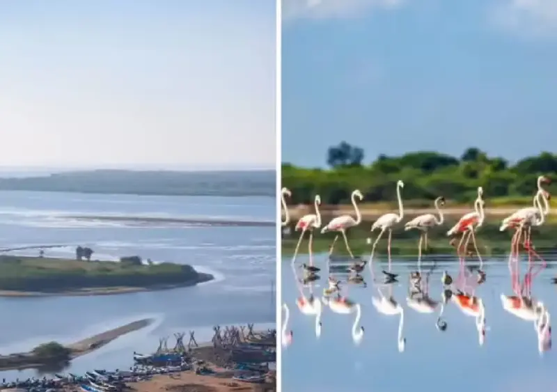 Flamingos turn Pulicat Lake pink, stunning internet