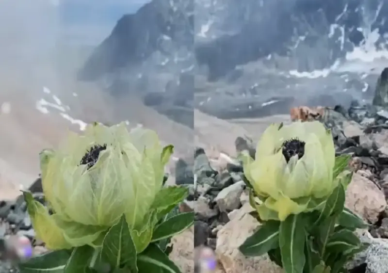 Rare snow lotus bloom video leaves internet mesmerised: WATCH