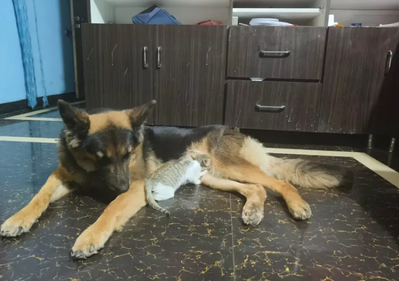 Mandya: ಬೆಕ್ಕಿಗೆ ಹಾಲುಣಿಸಿ ಮಾತೃ ವಾತ್ಸಲ್ಯ ಮೆರೆದ ನಾಯಿ