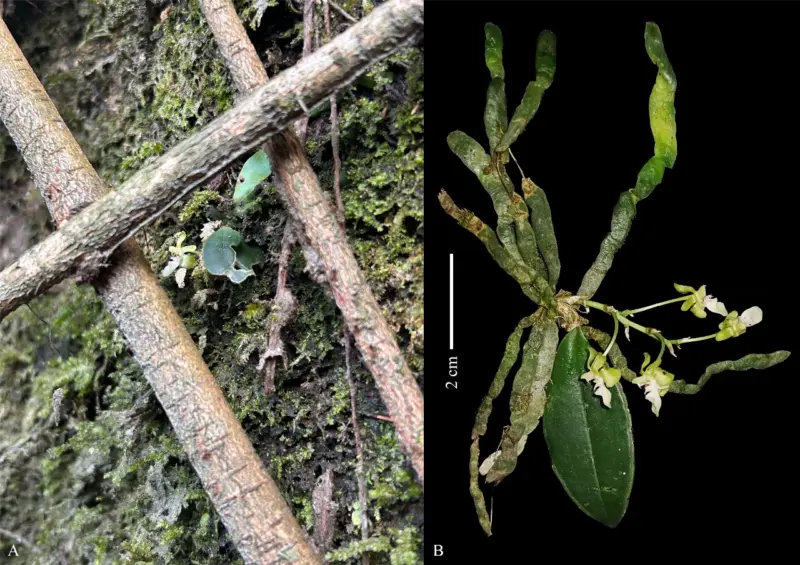 Only six in the wild: New Orchid species discovered in Arunachal