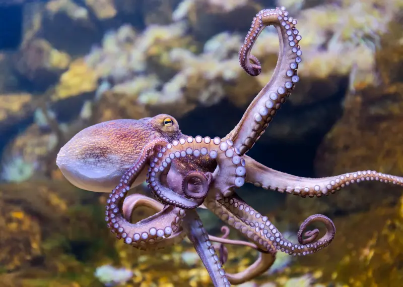 World's oldest octopus fossil isn't an octopus after all, here's why