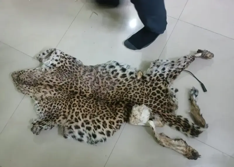 Odisha Vigilance Forest Wing Seizes Leopard Skin In Boudh, 2 Arrested
