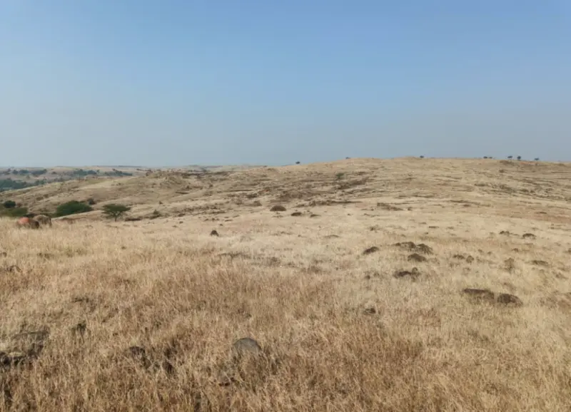 The Case for Harmonising Biodiversity and Pastoralism in the Deccan Peninsula