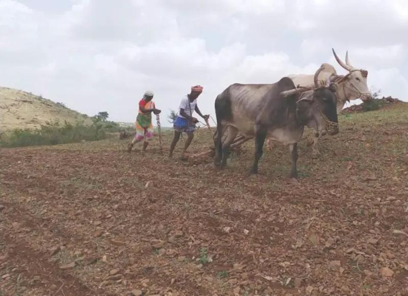 ಗುರುಗುಂಟಾ: ಕೃಷಿ ಚಟುವಟಿಕೆ ಚುರುಕು