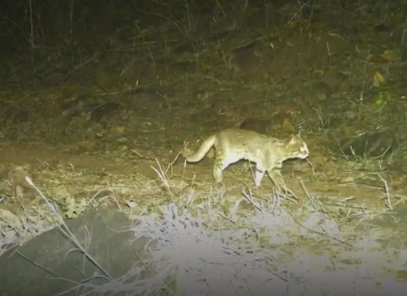 MP: World's Smallest Wild Cat Spotted for First Time in MP Reserve