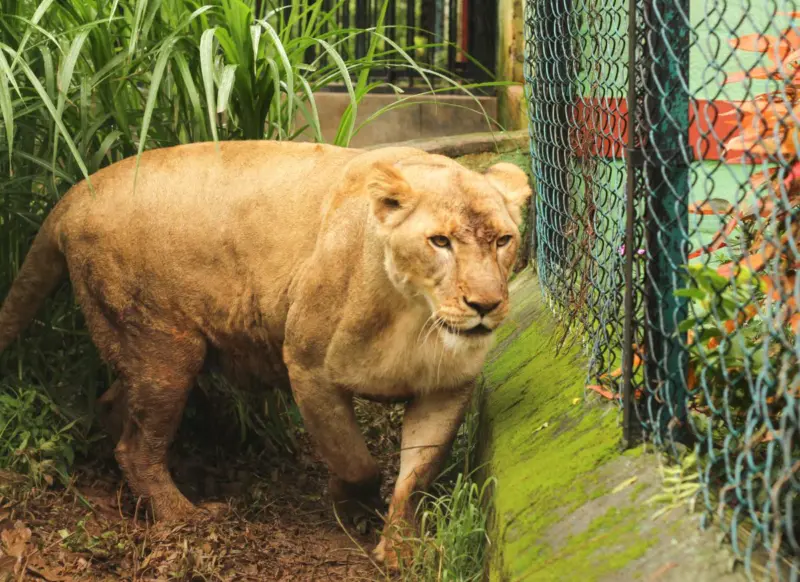 ತ್ಯಾವರೆಕೊಪ್ಪಕ್ಕೆ ಮತ್ತೆರಡು ಸಿಂಹಗಳ ಸೇರ್ಪಡೆ