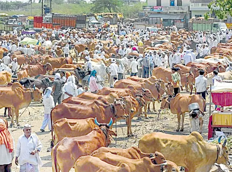 بڑے جانوروں کی خریداری میں مغربی بنگال کے مسلمانوں کی حکمت عملی موضوع بحث