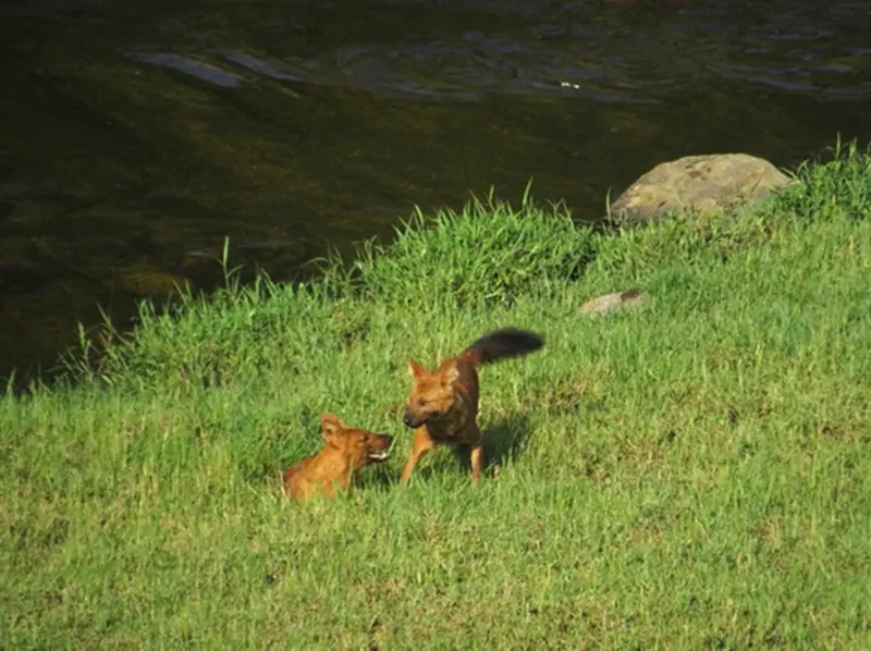 Spilling the tea on World Dhole Day