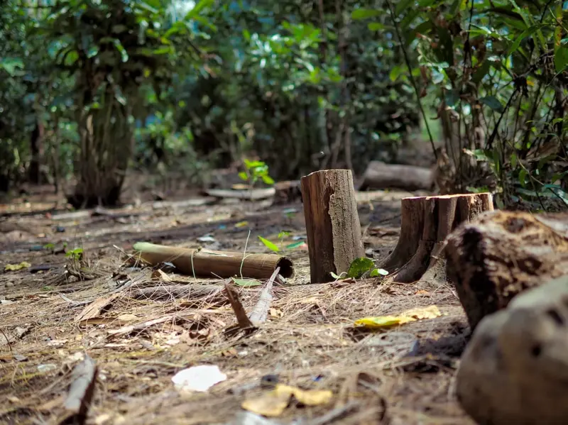 What is the EU Deforestation Regulation - and who is impacted by the policy?