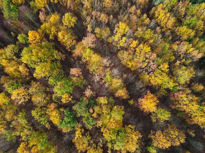 Don't just plant trees, plant forests to restore biodiversity for the future