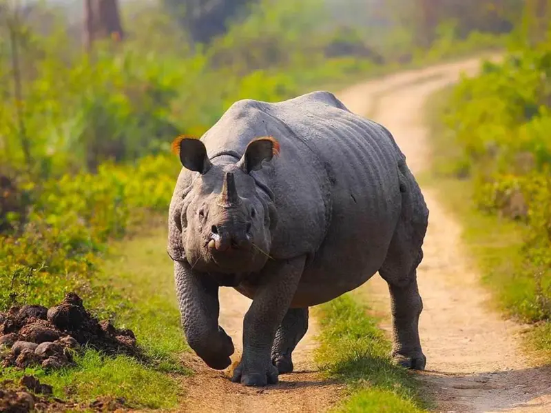 Assam: Forest Worker Injured in Rhino Attack at Kaziranga National Park