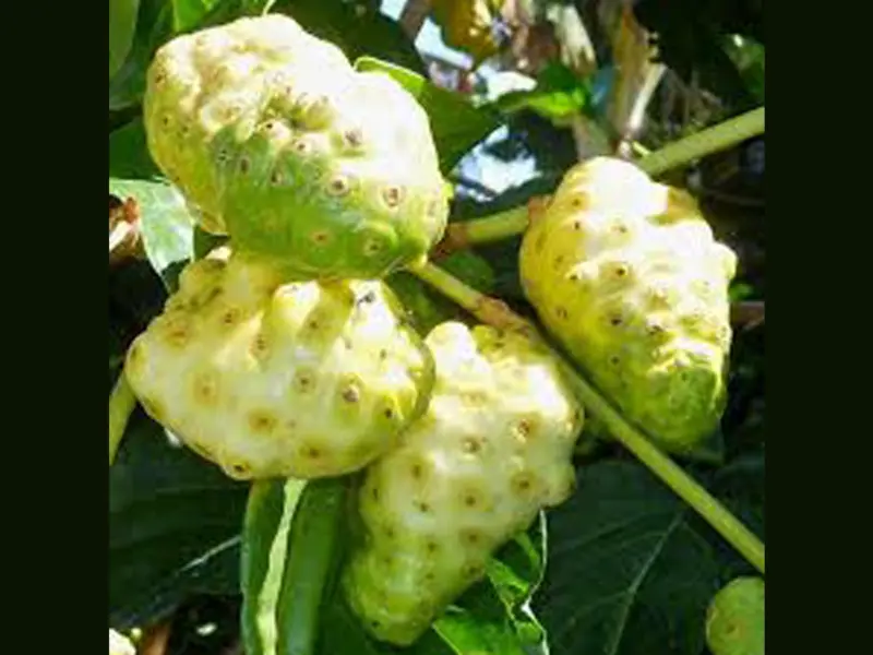 Noni juice: The health-giving drink for greater immunity