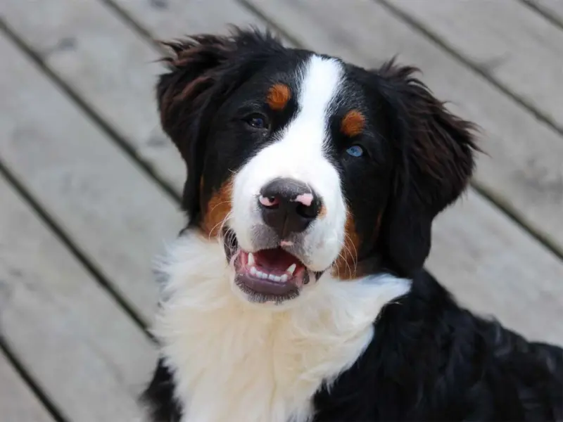 विकृती! मादी श्वानाशी अनैसर्गिक सेक्स करताना एकाने पाहिले अन्.