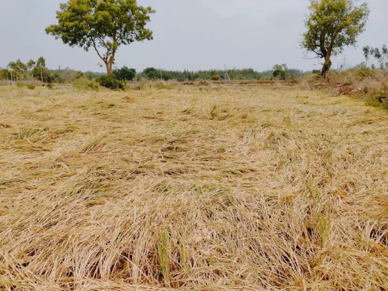 అకాలవర్షం ఆగమాగం