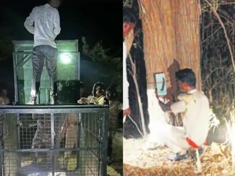 மயிலாடுதுறை: பதுங்கும் சிறுத்தை. தேடுதல் பணி தீவிரம்!