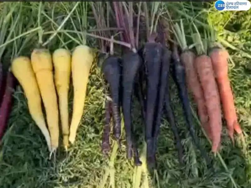 Black Beauty Carrot: ਪੀਏਯੂ ਵੱਲੋਂ ਤਿਆਰ ਕੀਤੀ ਗਈ ਕਾਲੀ ਗਾਜਰ ਕਰੇਗੀ ਕੈਂਸਰ ਦਾ ਇਲਾਜ; ਹੋਰ ਵੀ ਕਈ ਫਾਇਦੇ