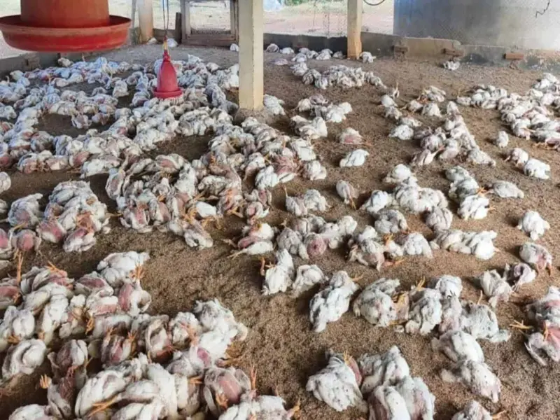 8K chickens die in bird flu outbreak in Telangana's Medak, Sangareddy