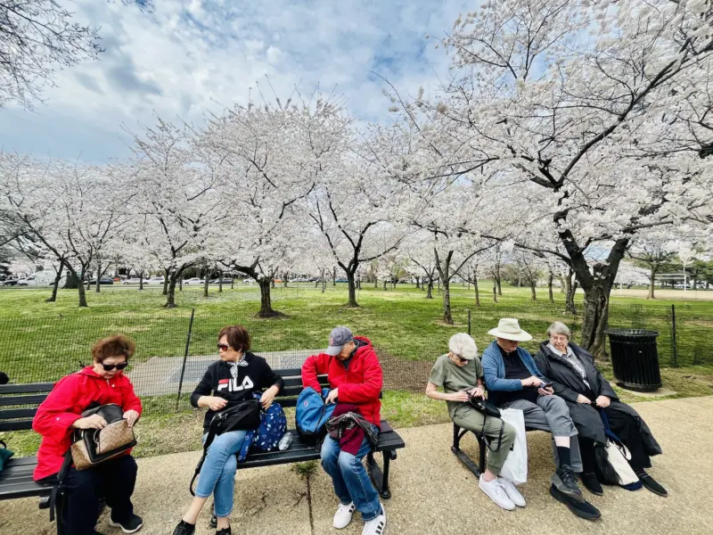 Washington DC: Cherry Blossom Rush
