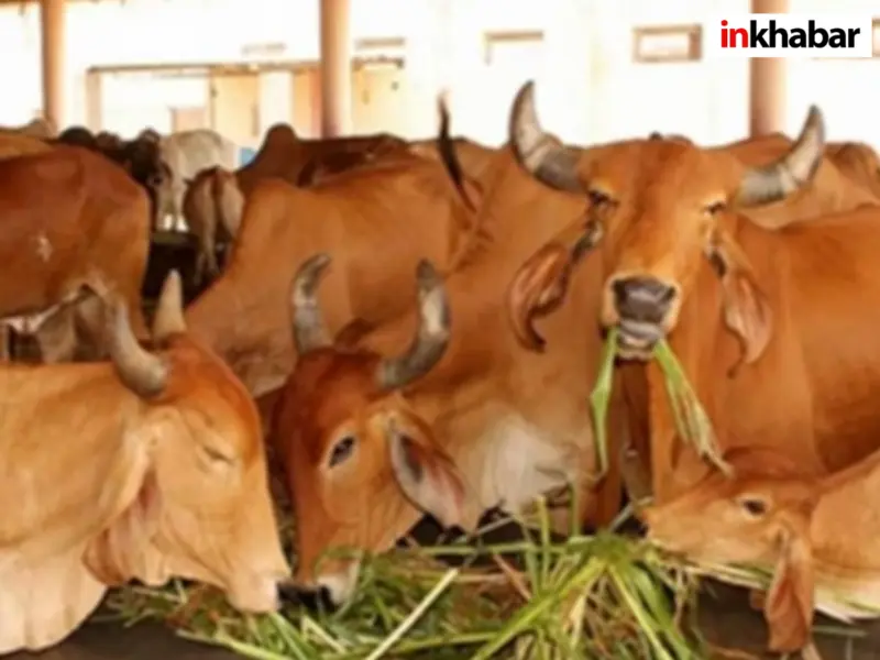Bareilly News: गौशालाओं पर CCTV निगरानी, CVO कार्यालय से होगी लाइव मॉनिटरिंग; गौवंश संरक्षण को लेकर प्रशासन का सतर्क
