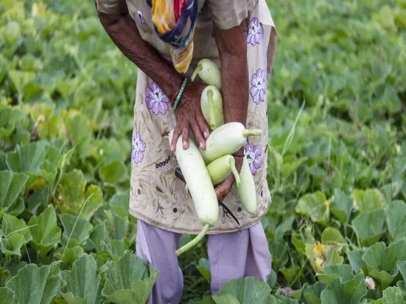 Smart Shopping Tips: How to Identify Fresh Bottle Gourd and Avoid Buying Stale Ones