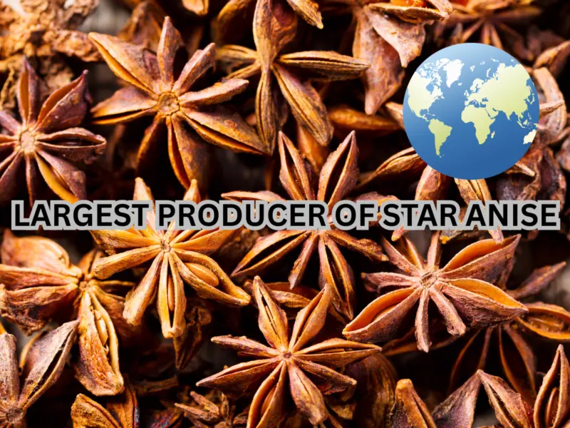 Which Country is Known as Largest Producer of Star Anise in the World? Here's the Answer