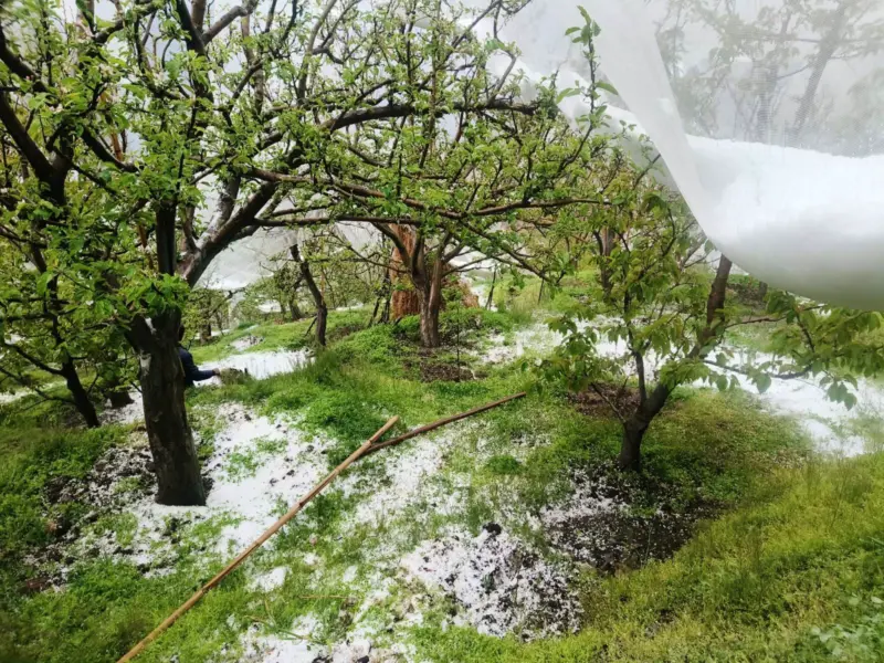 Nature's blow: Hailstorms ravage apple belt at crucial bloom stage in Himachal