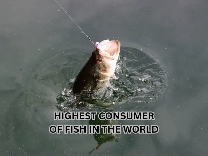 Which Country is Known For Highest Consumer of Fish in the World? Here's the Answer