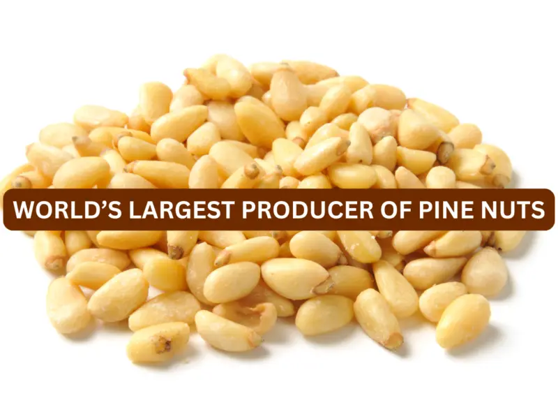 Which Country is Known for Largest Production of Pine Nuts in the World? Here's the Answer