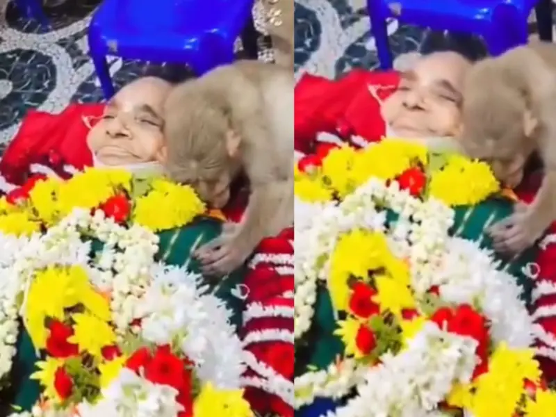 Heartbreaking Farewell: Monkey Refuses To Leave 85-Year-Old Woman's Body, What Happens Next Leaves Onlookers In Tears