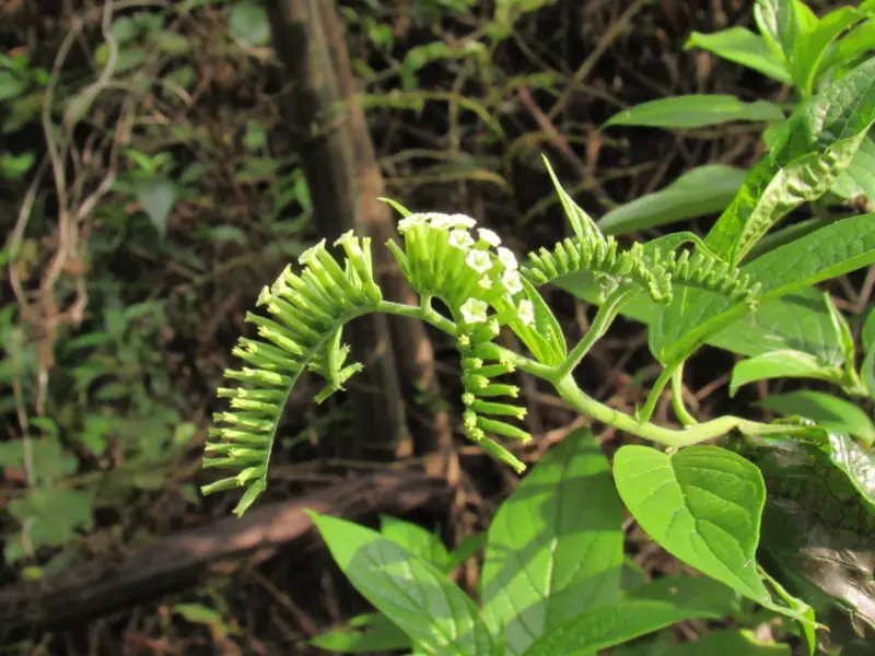 How a rare flowering plant connects Assam to Andaman & Nicobar