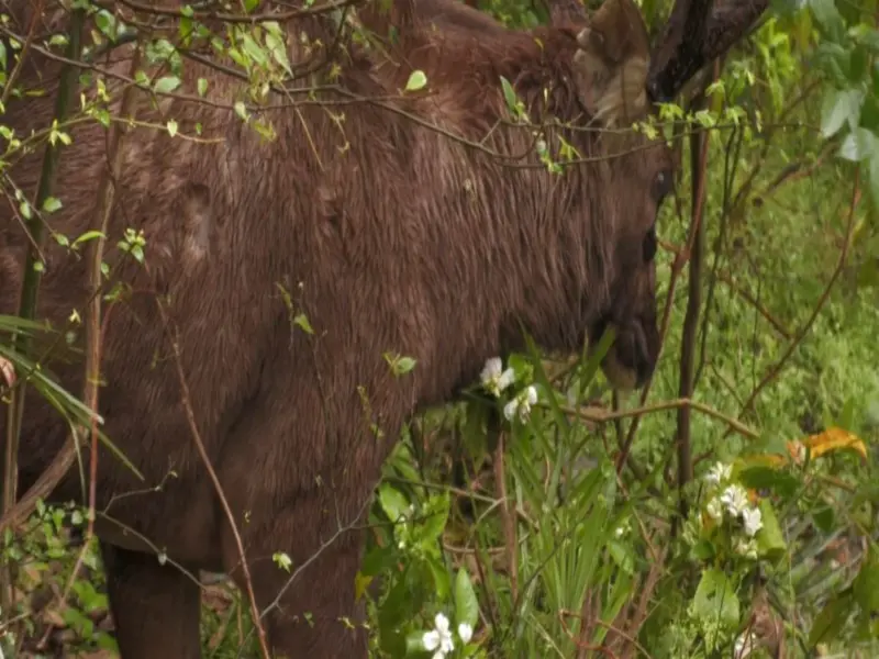 J&K: Injured Sambar Deer rescued from village in Udhampur