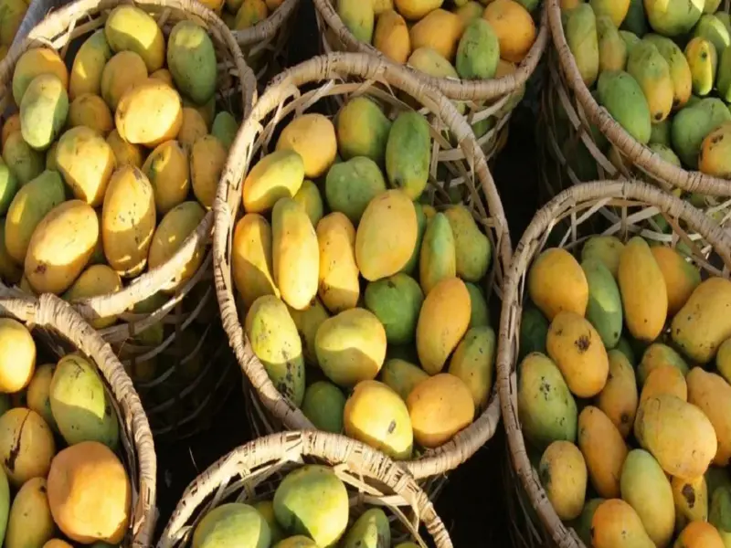 Natural Sweetness: 4 Traditional Ways to Ripen Mangoes at Home Without Chemicals