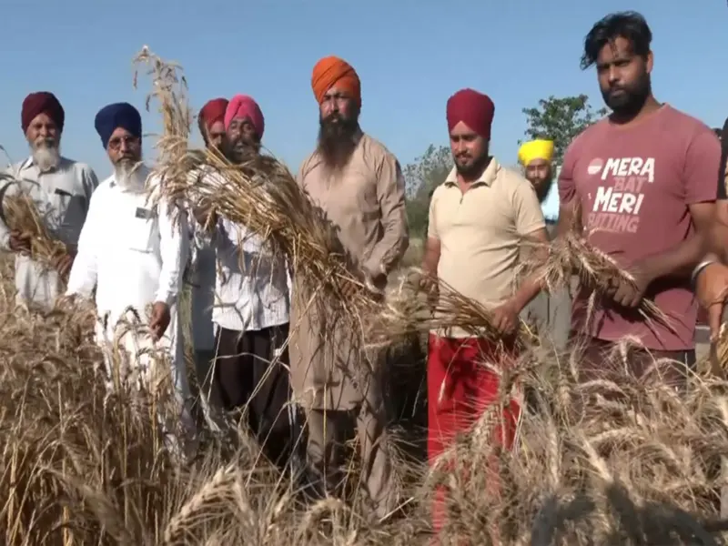 Punjab farmers begin wheat harvesting with Vaisakhi celebrations