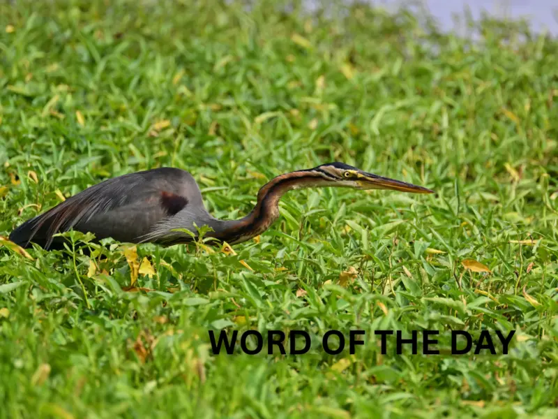 Word of the Day: 'Epitome'; Check Meaning, Origin , Phonetic, IPA, Example, & More
