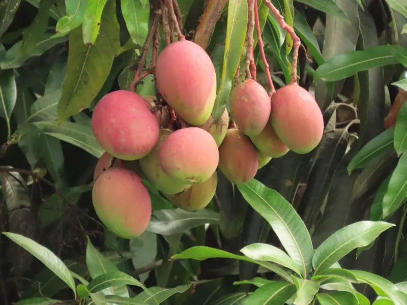বিদেশের বাজারে মালদার আমের জয়জয়কার, ৩০০ মেট্রিক টন রফতানির লক্ষ্যমাত্রায় সাজ সাজ রব!