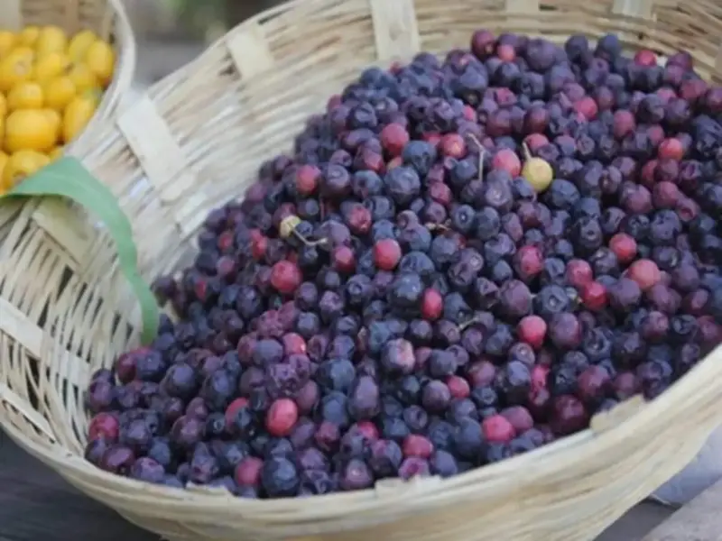 Discover the Refreshing Benefits of Falsa This Summer