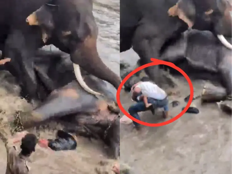 Karnataka Horror: Tourist Dies After Clash Between Dasara Elephant At Dubare Elephant Camp | WATCH
