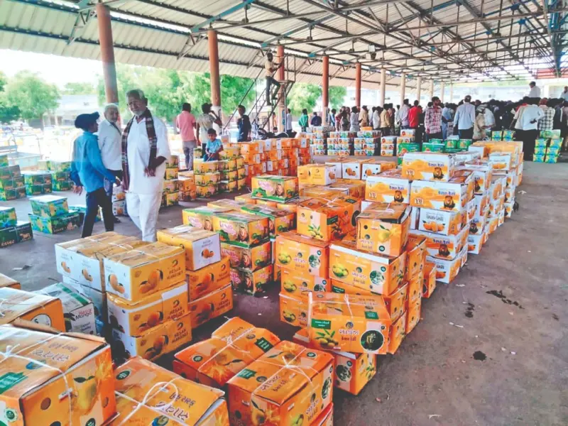 Kesar mango season officially beginsFarmers arrive to sell 1st produce from Talala