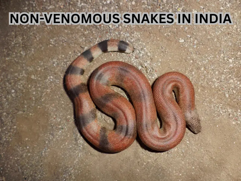 Top 10 Non-Venomous Snakes Found in India That Actually Help Humans: From Python to Trinket Snake